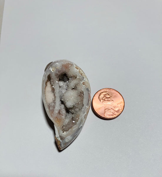 V 145 Drusy Gastropod Shell