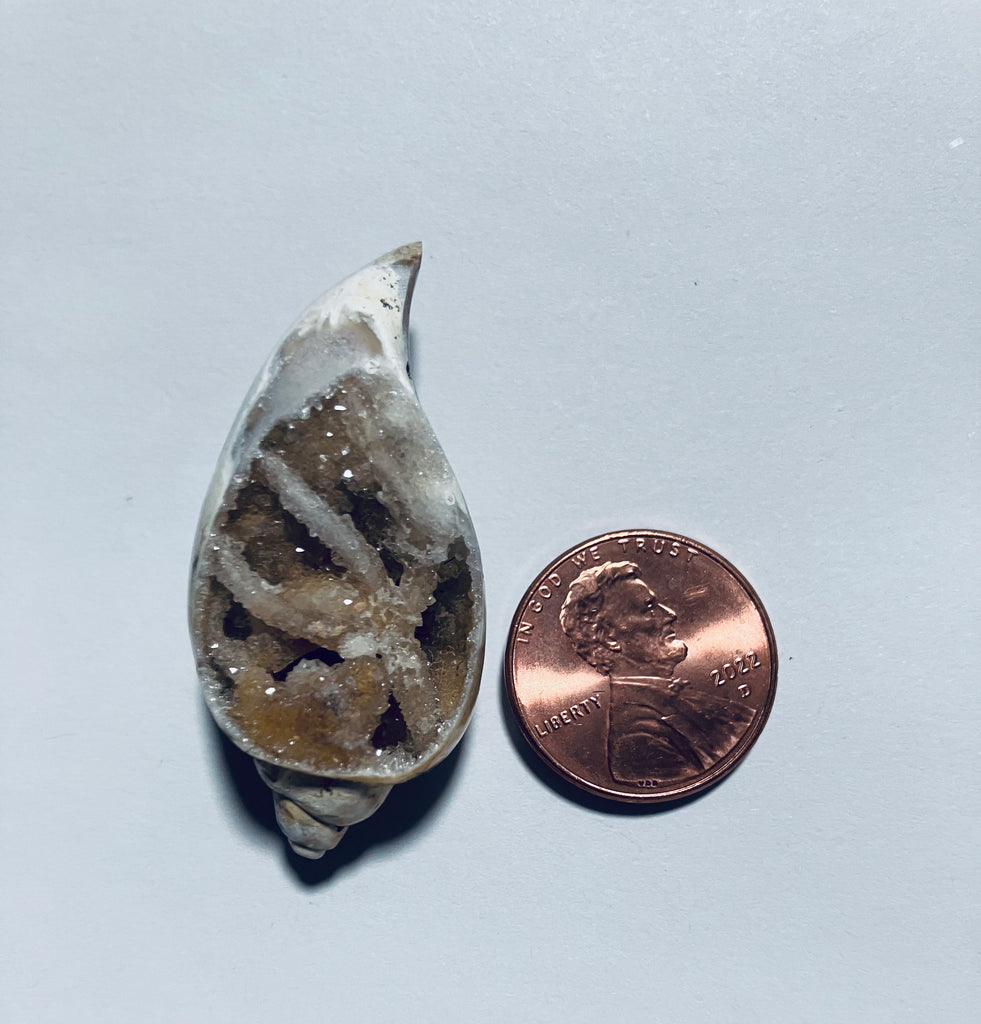 V 144 Drusy Gastropod Shell