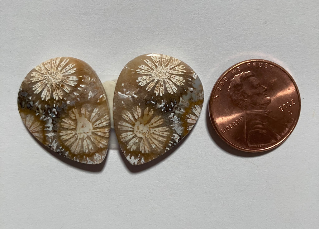 V 154 Fossil Coral Pair