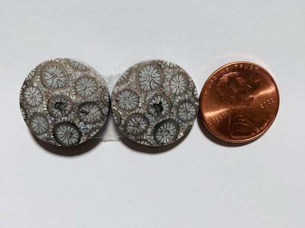 V 158 Fossil Coral Pair