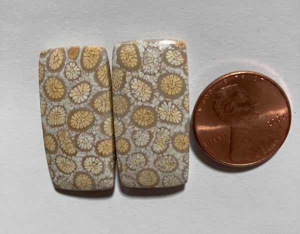 V 155 Fossil Coral Pair