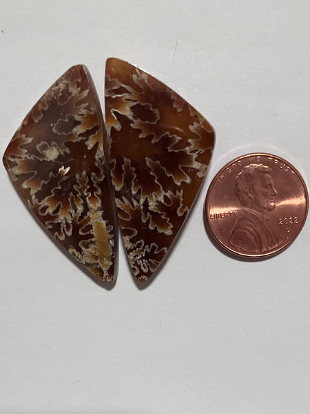 V 175 Ammonite Suture/leaf Pair