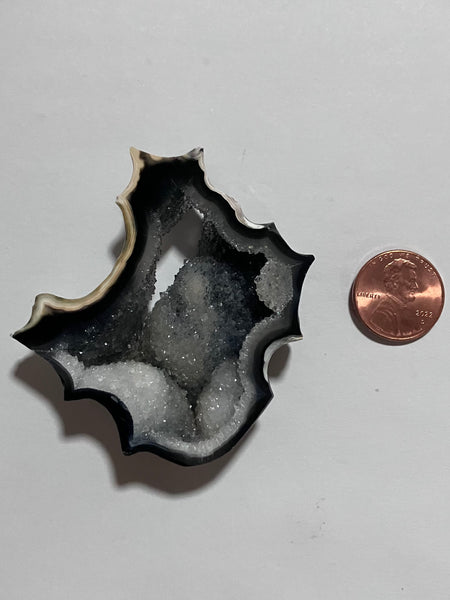 X 135 Florida Agatized Coral