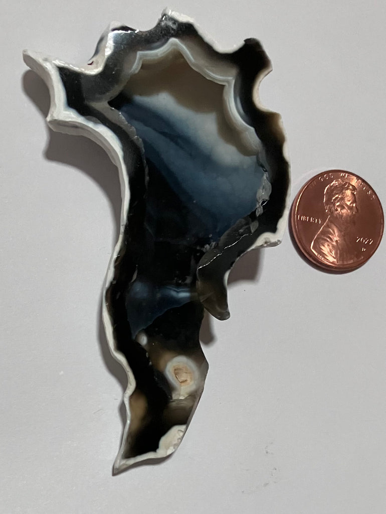 X 136 Florida Agatized Coral