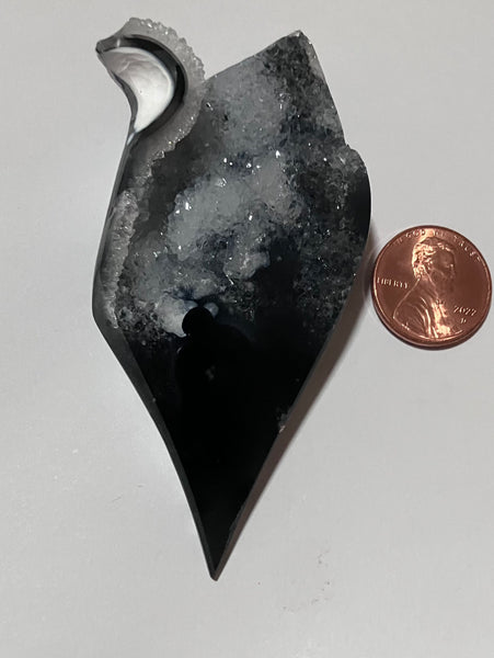 X 137 Florida Agotized Coral