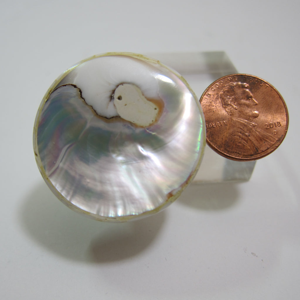 Nautilus Shell Beads V 658