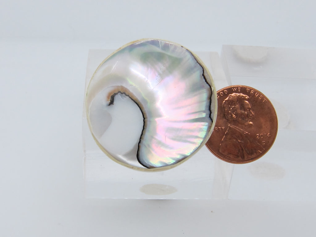Nautilus Shell Bead V 12