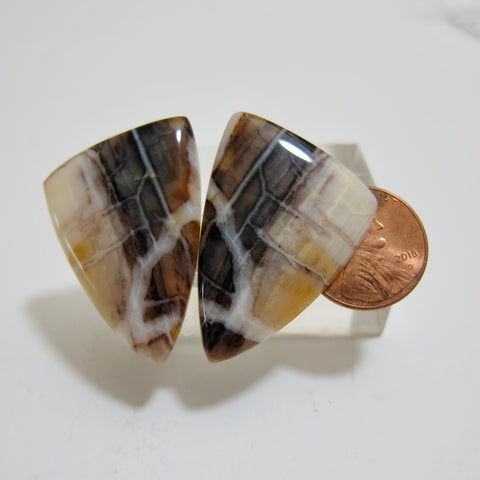 Fossilized Stones - The Clam Shell