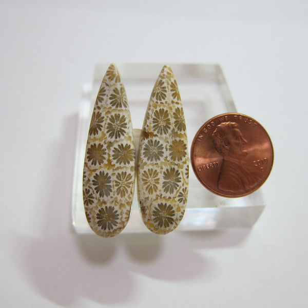 Fossil Coral Pair Y 232